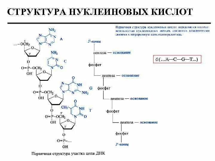 Структура нуклеиновых кислот днк. Структура нуклеиновых кислот формула. Формула ДНК нуклеиновой кислоты. Первичная структура нуклеиновых кислот ДНК И РНК. Нуклеиновые кислоты структурная формула.