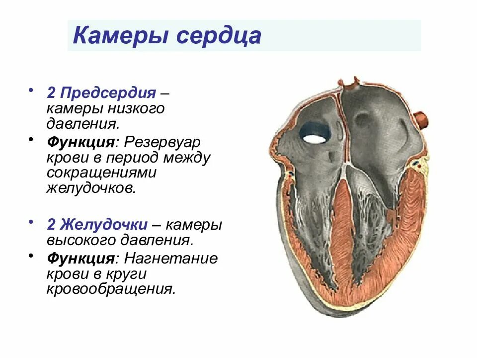 Камеры сердца (предсердия, желудочки). Строение сердца желудочки предсердия. Функции предсердий и желудочков сердца. Предсердие и желудочки строение и функции. Чем отличается предсердие от желудочка