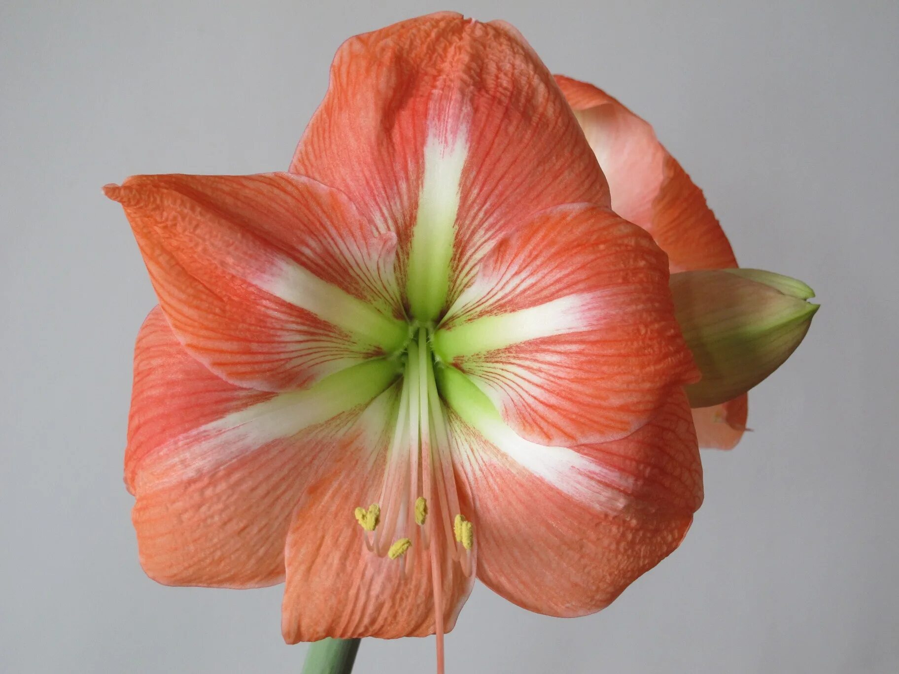 Гиппеаструм tosca. Гиппеаструм стардаст. Описание сортов гиппеаструм. Описание сортов гиппеаструм. Описание сортов гиппеаструм.