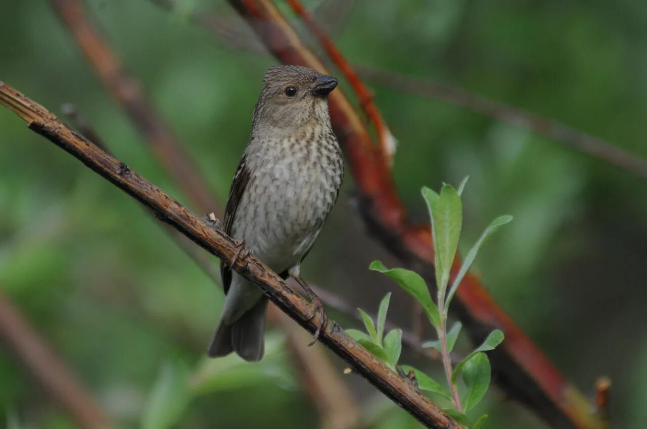 Дрозд белобровик - Turdus iliacus - Птицы Природа кижских шхер Музей-заповедник 