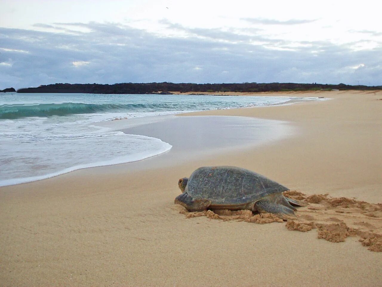 Why are beaches important for the loggerhead