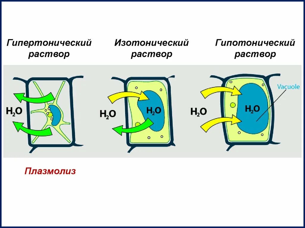 Явление плазмолиз. Плазмолиз растительной клетки. Тургор плазмолиз деплазмолиз клетки. Тургор растительной клетки.