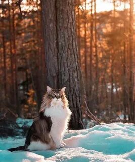 Пейзаж кошки
