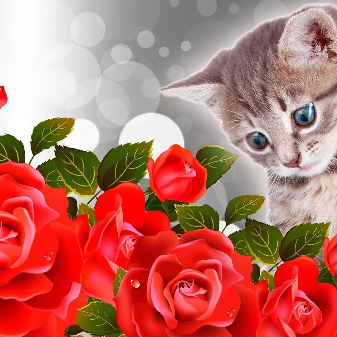 Цветы кис. Розы и котенок. Киса с цветами. Котик с розой. Киса с цветком.