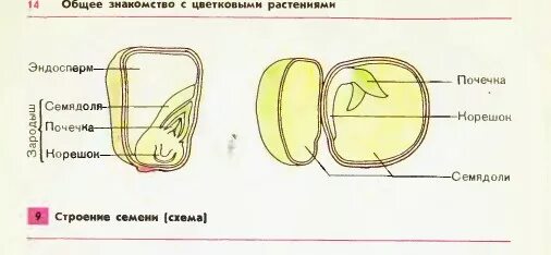 Строение семени. Строение гороха. Строение семени двудольного растения. Семя в разрезе.