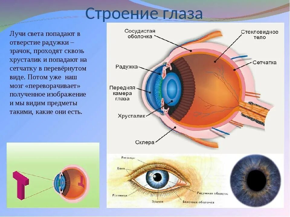 Регулирует количество света проходящего в глаз. Строение глаза. Анатомия глаза. Строение зрачка человека. Строение глаза свет.
