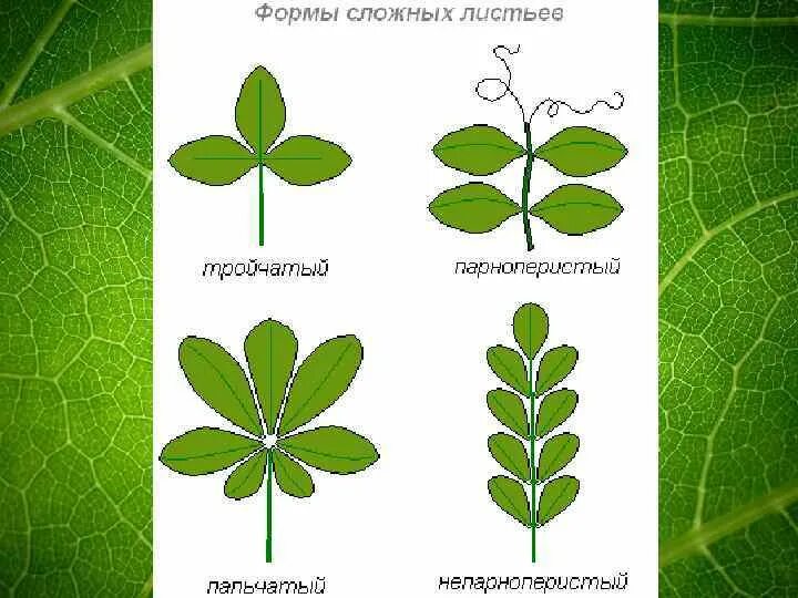 Простые листья могут быть. Тройчатые пальчатые и перистые листья. Пальчатосложный лист. Перисто-тройчатые и пальчато-тройчатые листья. Тройчатосложный черешковый лист.