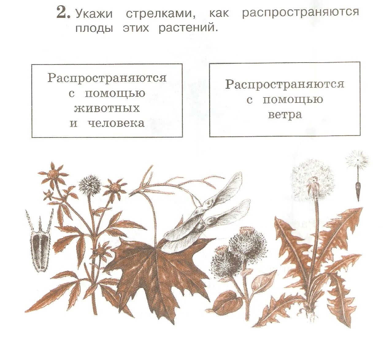 Распространение растений с помощью животных и людей. Растения зоохория распространение плодов. Растения которые распространяются с помощью животных и людей. Какие растения распространяются с помощью человека и животных. Распространение ветром примеры