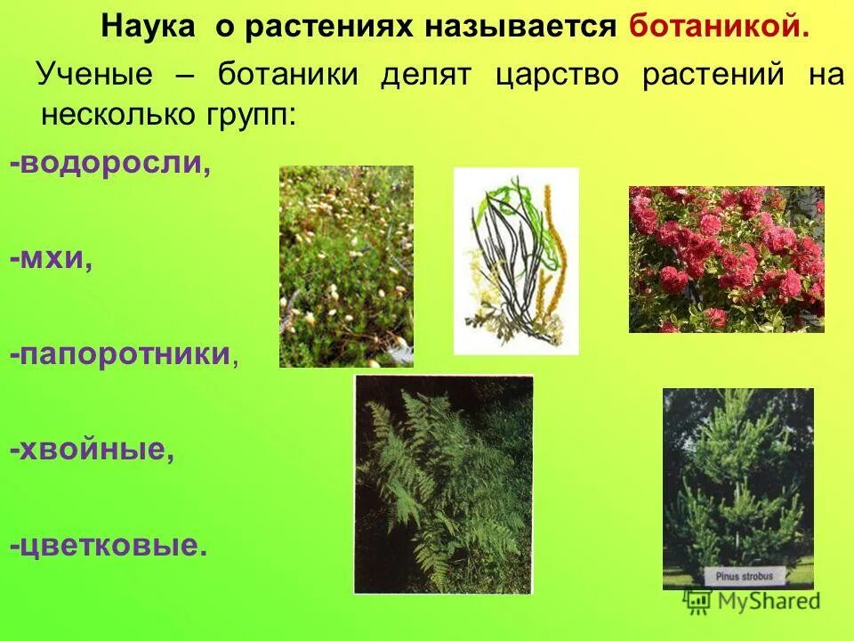 Растения обеспечивают разнообразие. Ученые ботаники делят царство растений на группы. разнообразие растений группы растений ботаника. ученые ботаники делят царство растений на несколько групп.. ученые делят царство растений на.