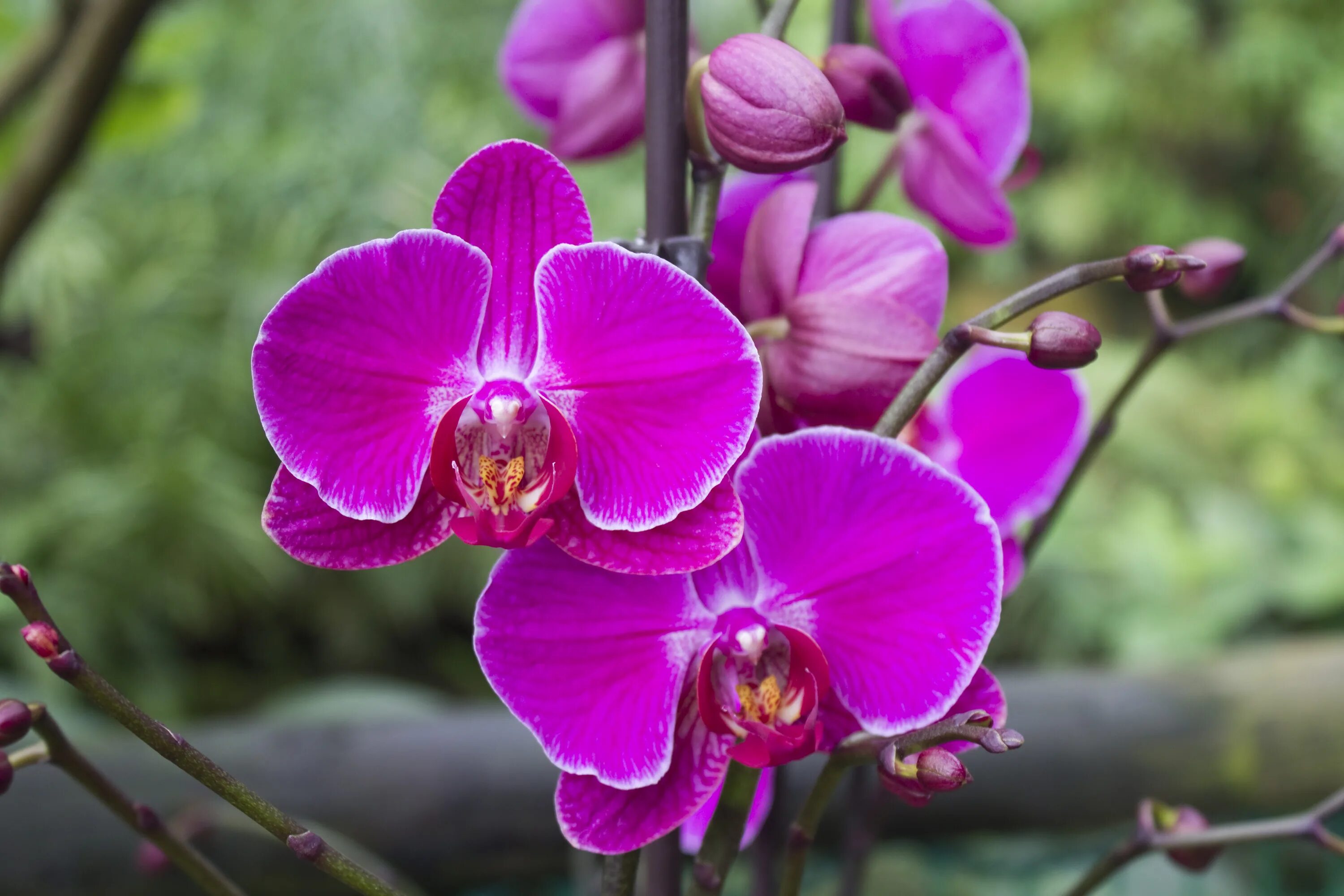 One sassy orchid Orquídeas, Orquideas phalaenopsis, Orquidea