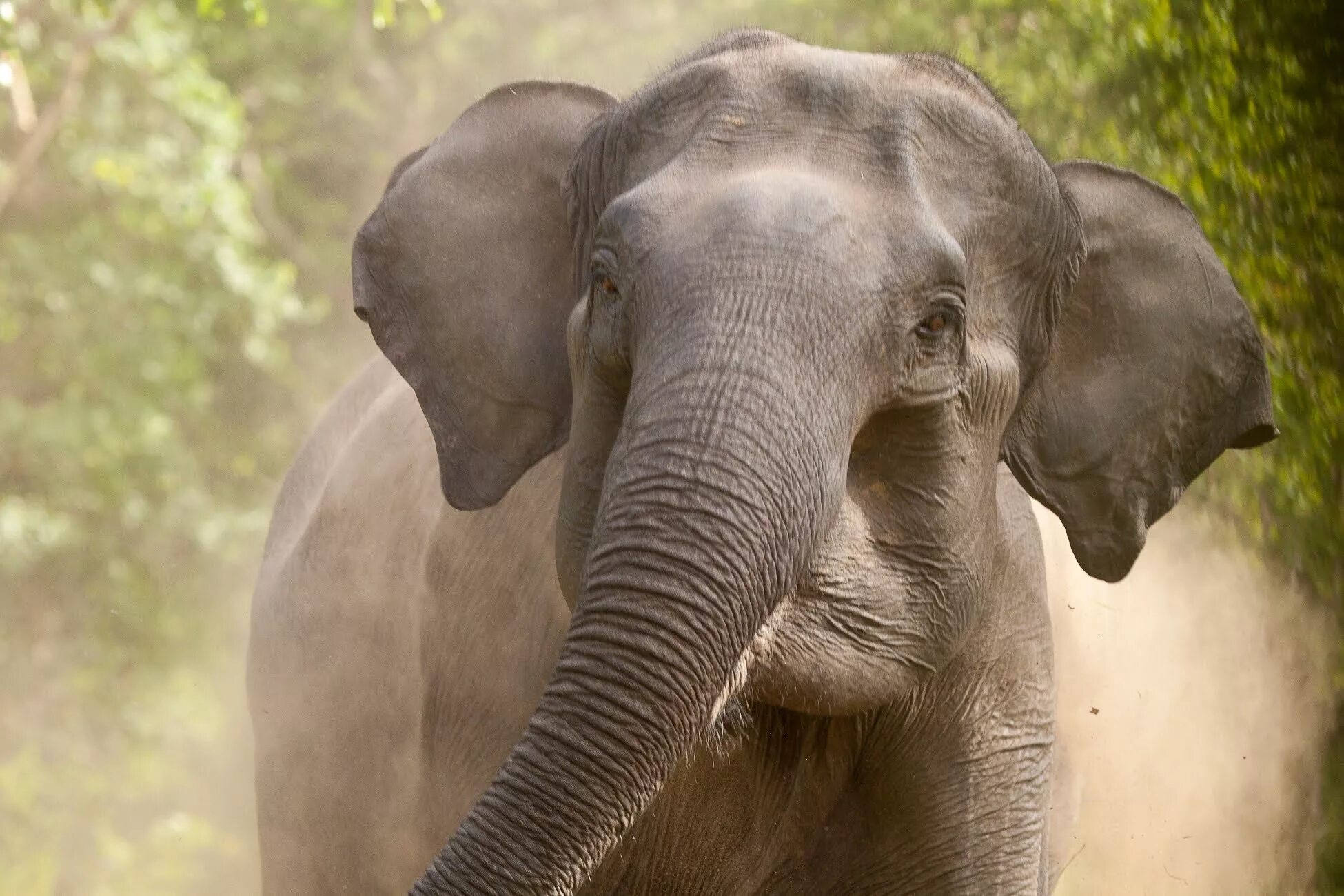 Индийский слон и человек. Индийский Слоненок. Индийский слон слон. Elephants time