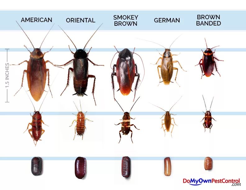 HugeDomains.com Cockroaches killer, Cockroaches, Termite control