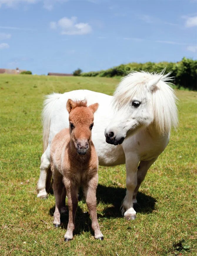 Маленькая лошадка пони. Фалабелла пегая. Шетлендский пони с жеребенком. Жеребенок породы Фалабелла. Пони Фалабелла.