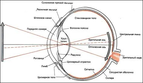 Установите последовательность прохождения света а затем