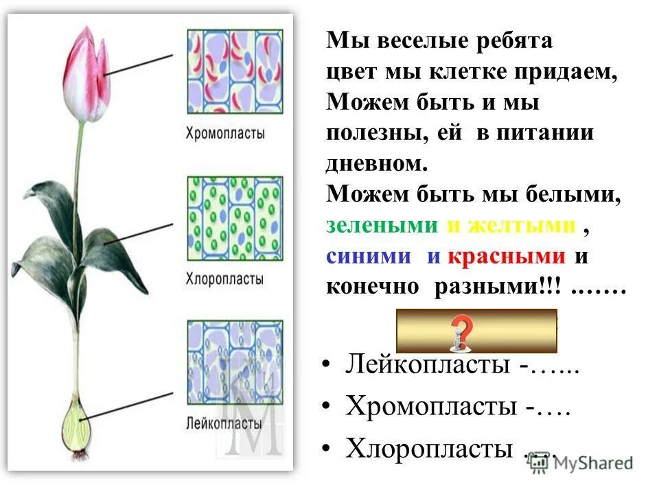 Лабораторная работа клетка 6 класс. Лабораторная работа пластиды. какого цвета хромопласты. хлоропласты хромопласты лейкопласты. лабораторная работа «пластиды в растительной клетки».
