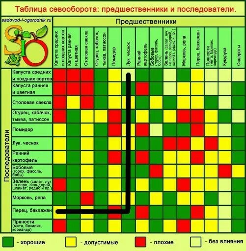 Какие овощи совместимы