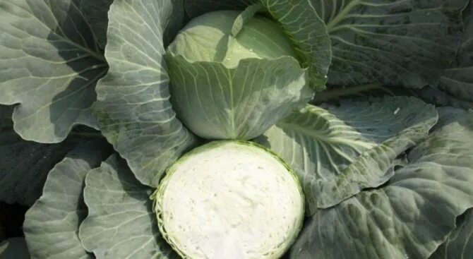 The Green Garden: Grow Your Own Food in Containers