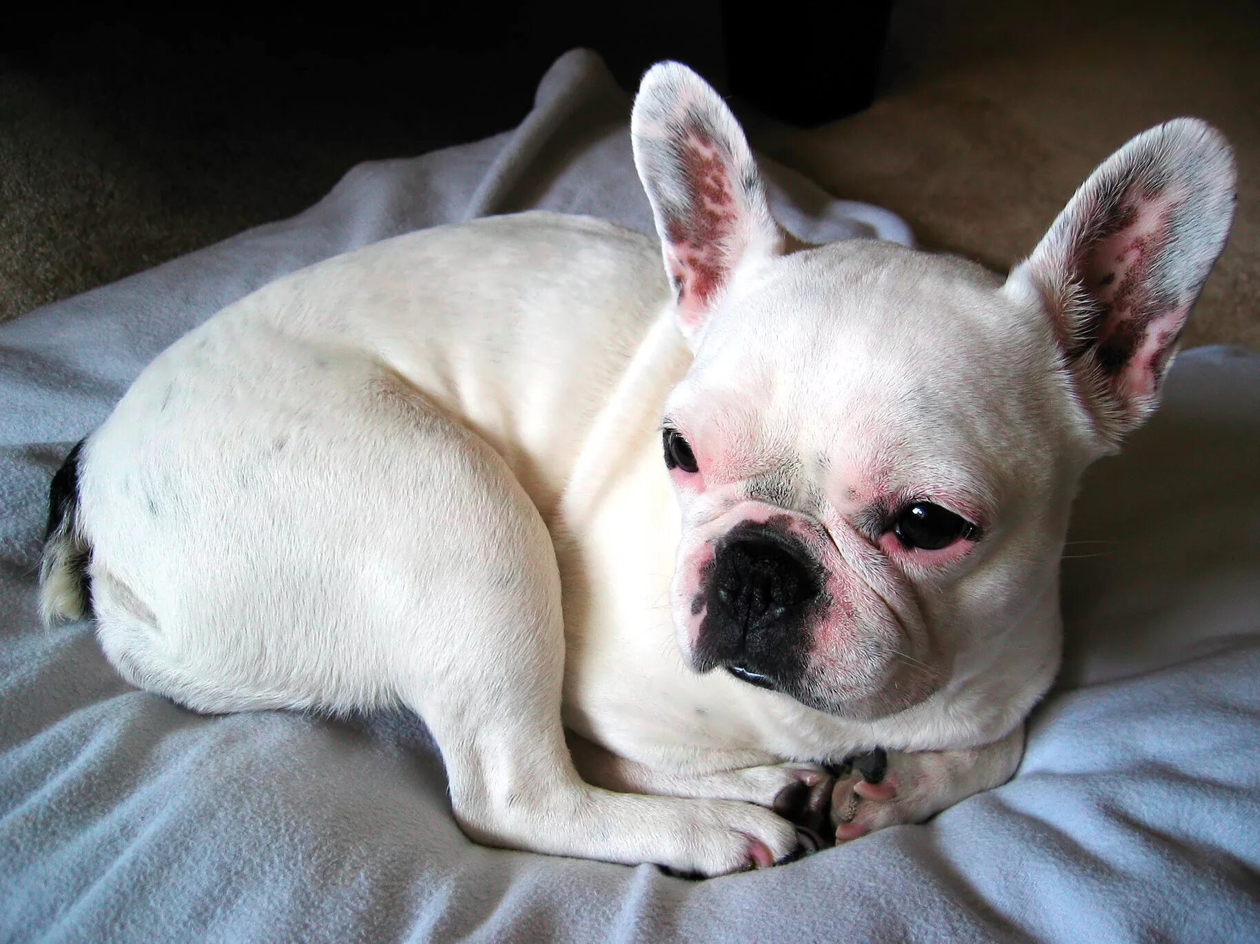 Французский бульдог аллергенные. Пиодермия у французского бульдога. Грибок у французского бульдога. Аллергичная французский бульдог. Дерматит у французского бульдога.