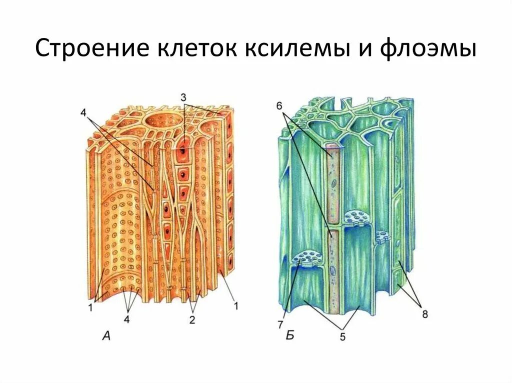 Проводящая ткань она образует. Проводящие ткани растений строение. Ситовидные клетки проводящей ткани. Проводящая ткань 5 класс биология. Проводящая и основная ткань.