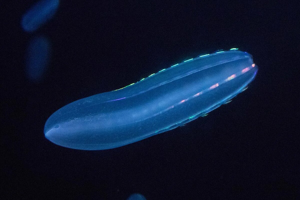 Comb jellies. Гребневик Берое. Гребневика Берое (Beroe ovata). Beroe abyssicola. Гребневик Берое и мнемиопсис.