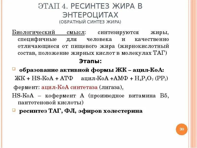 Синтез жиров в кишечнике. Ресинтез нейтрального жира роль. Ресинтез жиров в кишечнике биохимия. Биологическая роль ресинтеза липидов. Ресинтез жира в стенке кишечника..