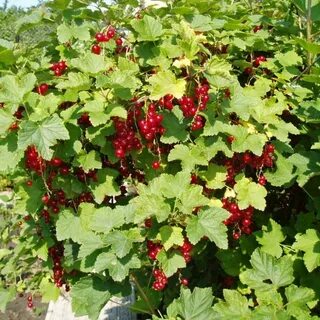 Семена смородины