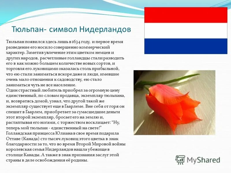 Символ тюльпан значение. Tulipa white valle и exotic emperor. Что означает тюльпан на языке цветов. Тюльпаны символизируют. Тюльпан значение цветка.