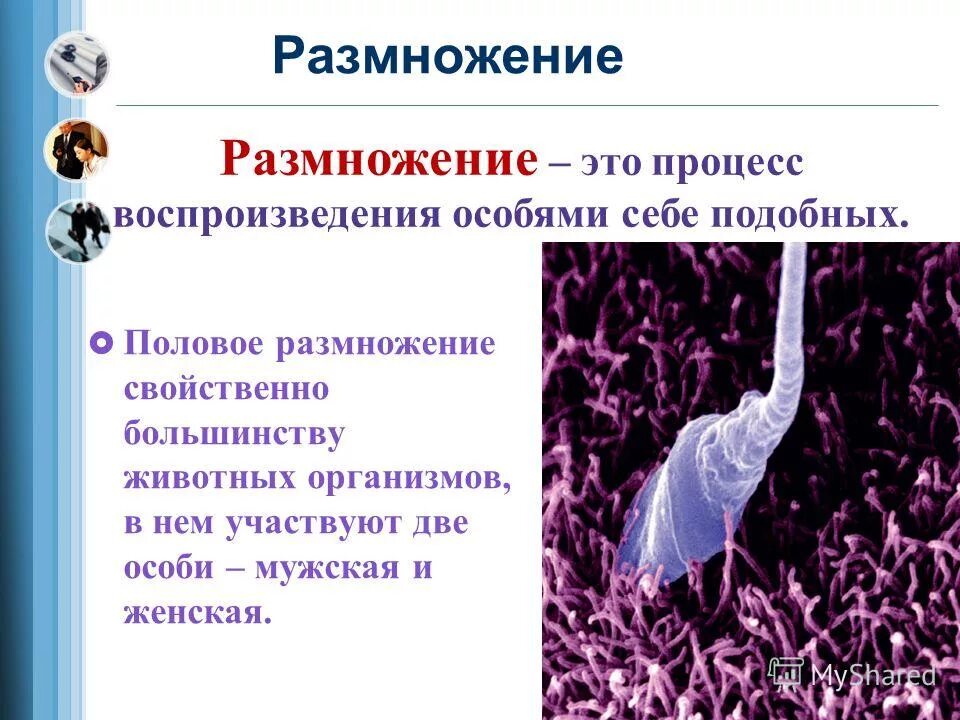 Половое размножение свойственно. Что характерно для полового размножения. Экстрасистолия этиология. Половое размножение характерно для большинства. Для полового размножения характерны следующие.