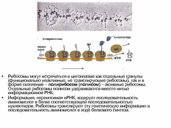 Рибосома процесс впр. Влияние рибосом на окраску цитоплазмы. Рибосомы в цитоплазме. Рибосомы (полисомы) обнаруживаются на внешней поверхности:. Сборка рибосом в ядре.