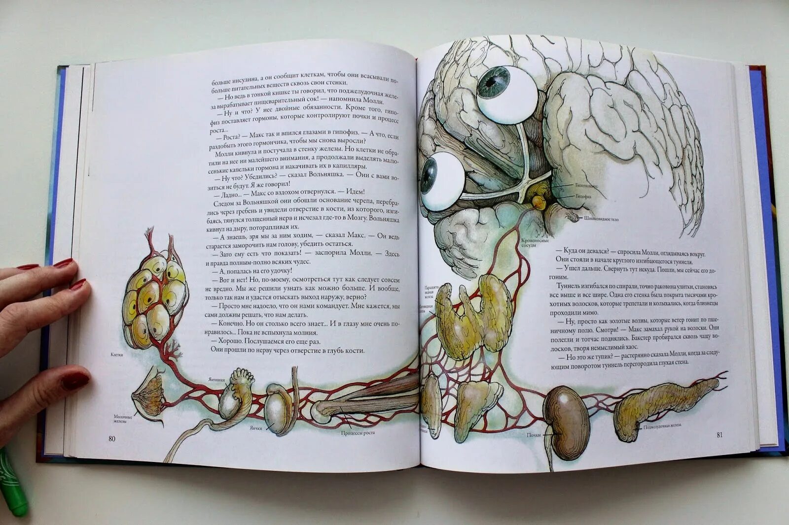 Анатомия детская книга. Детская анатомия книга. анатомия для детей книга с объемными.