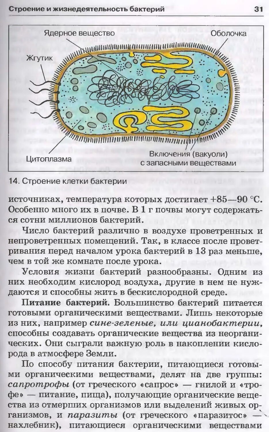 Бактерии в бескислородной среде. Функции ядерного вещества в бактериальной клетке. Строение бактериальной клетки стенд. Ядерная субстанция бактериальной клетки. Питание бактерий.