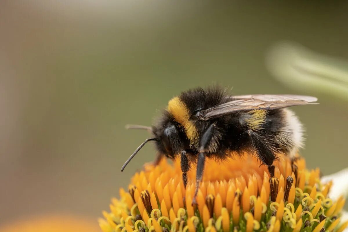 Большое жужжание. Перепончатокрылые Шмель. Оранжевый Bombus dahlbomii. Шмель жужжит. Шмель Макросъемка.