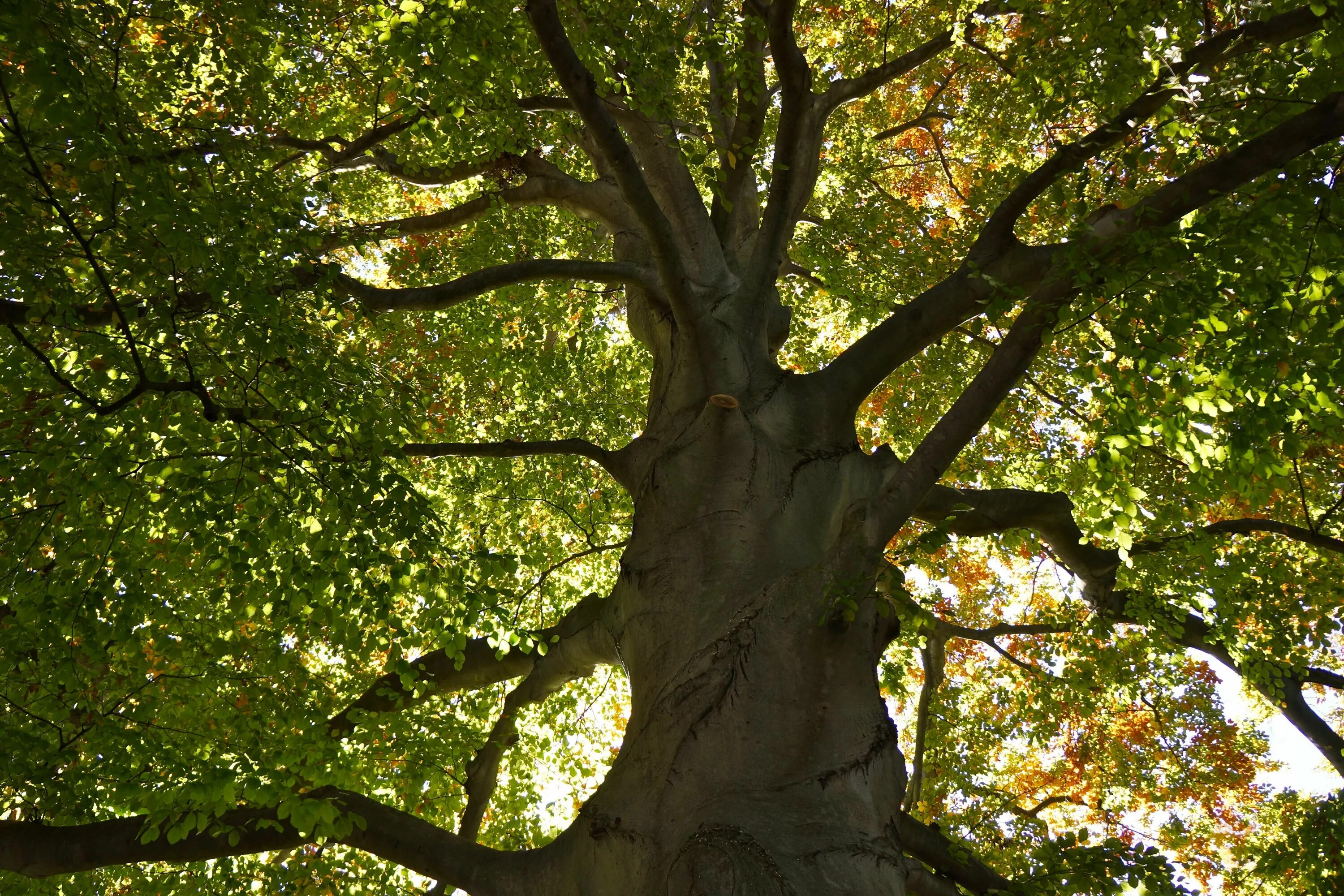 Trees calling