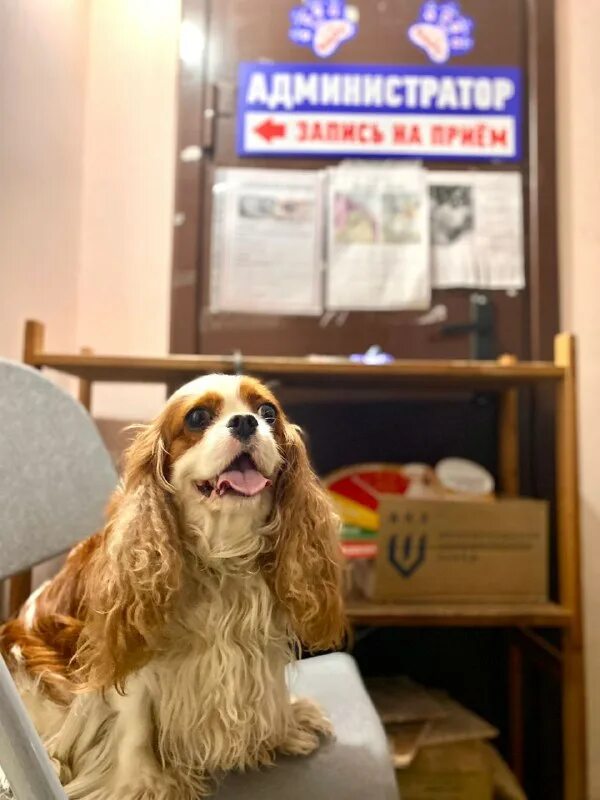 альтернатива ветклиника железнодорожный керамическая. тк тлк москва. рц альтернатива. тк альтернатива балашиха схема проезда. альтернатива балашиха.