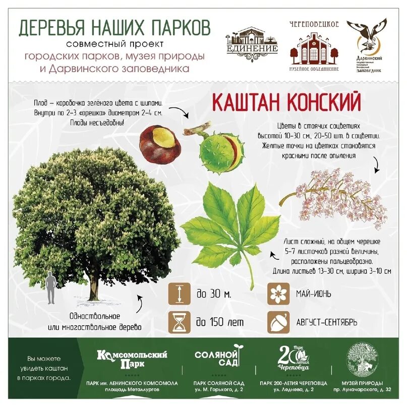 Исследовательский проект деревья. Деревья для парков. деревья для парка проект. самые распространенные деревья в парках москвы. деревья в парках омска.