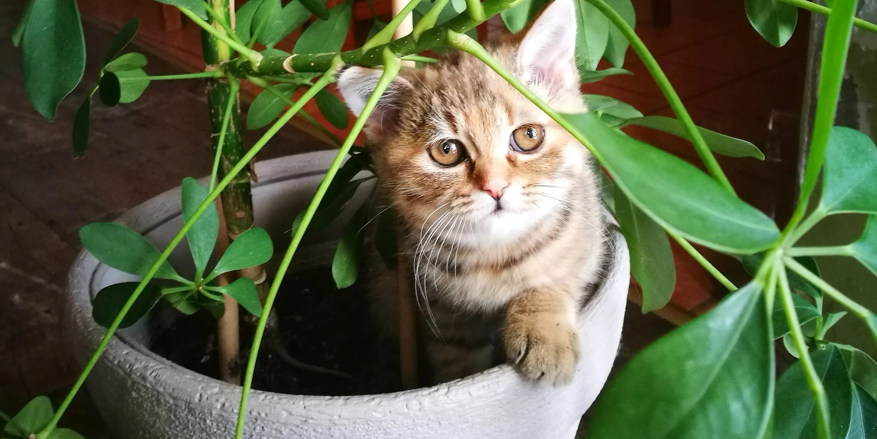 Смертельно опасный цветок для кошек. Кошачий цветок комнатный. Котик в цветочном горшке. Кошка ест комнатные растения. Коты и домашние цветы в горшках.