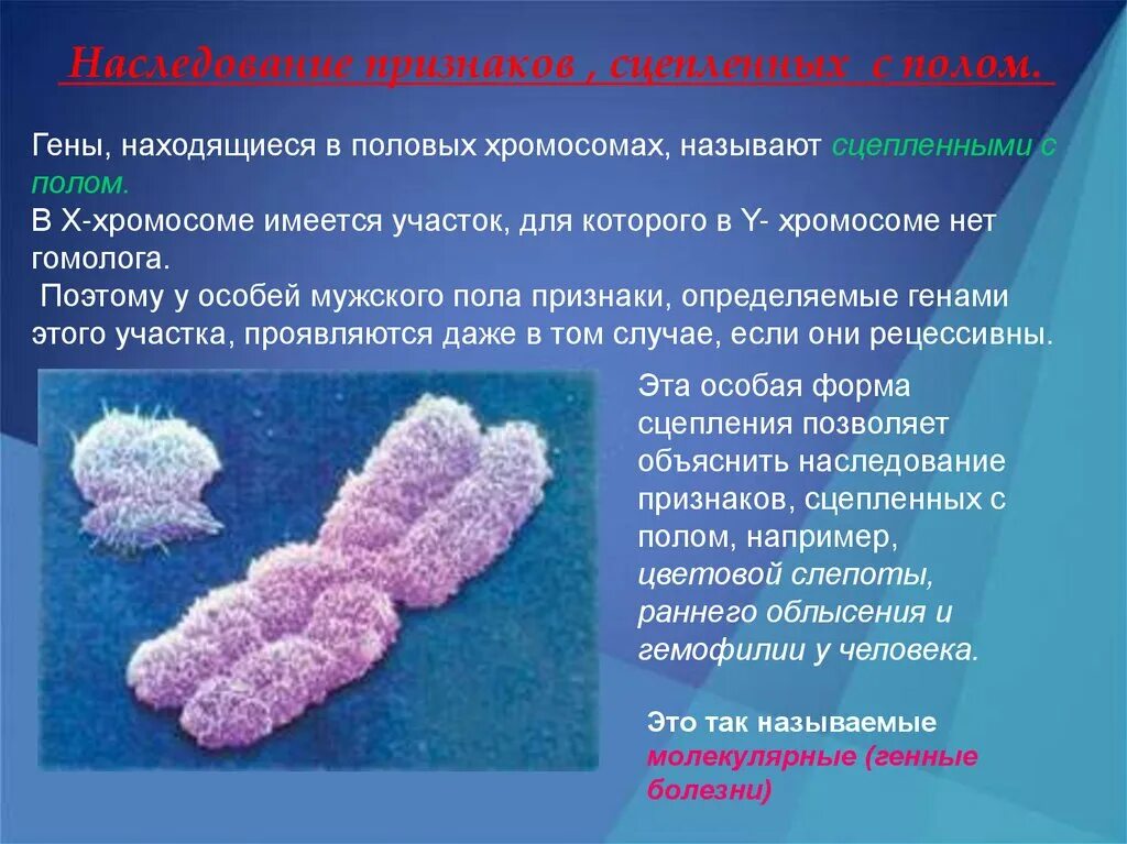 Генные и хромосомные заболевания. Наследование сцепленное с половыми хромосомами. Наследование признаков гены которых находятся в половых хромосомах. Наследование признаков в половых хромосомах. Генетические заболевания сцепленные с полом.