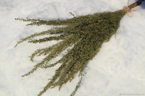 Полынь сухие слезы