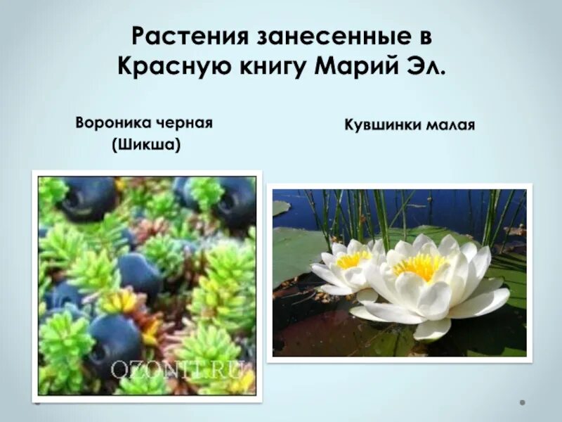 Растения в марий чодра. Какие растения в марий эл. Растения красной книги марий эл. Заповедник большая кокшага растения республики марий эл. Какие растения в марий эл.