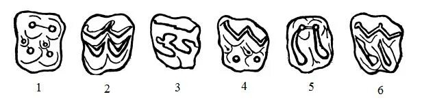 Типы коренных зубы млекопитающих. Бунодонтные зубы. Типы жевательной поверхности зубов у животных. Лофодонтные секториальные селенодонтные зубы.