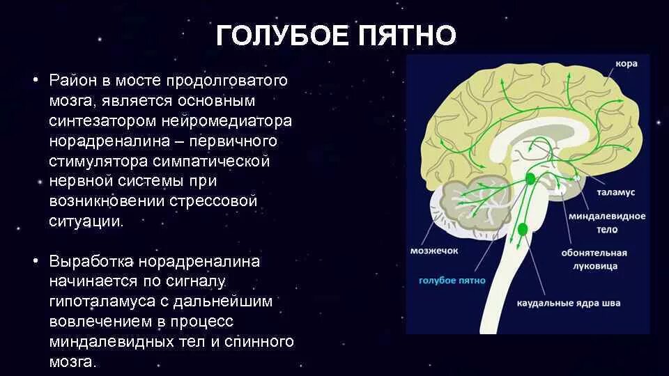 В продолговатом мозге находится нервный центр. Голубое пятно ретикулярной формации. Норадреналин голубое пятно. Голубое пятно ретикулярной формации ствола мозга. Функции голубого пятна среднего мозга.