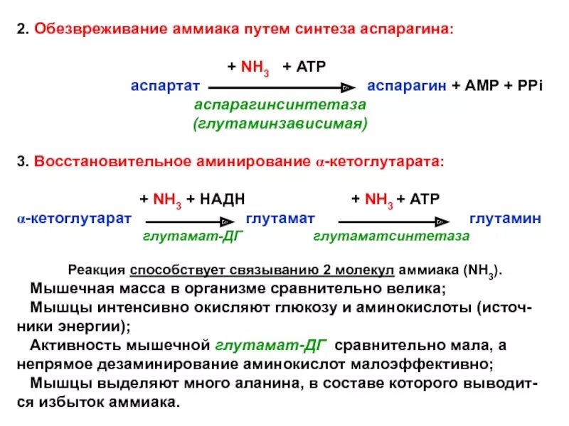 Пути обезвреживания аммиака: восстановительное аминирование.. Основные реакции обезвреживания аммиака. Реакция образования аммиака в организме. Способы обезвреживания аммиака биохимия.