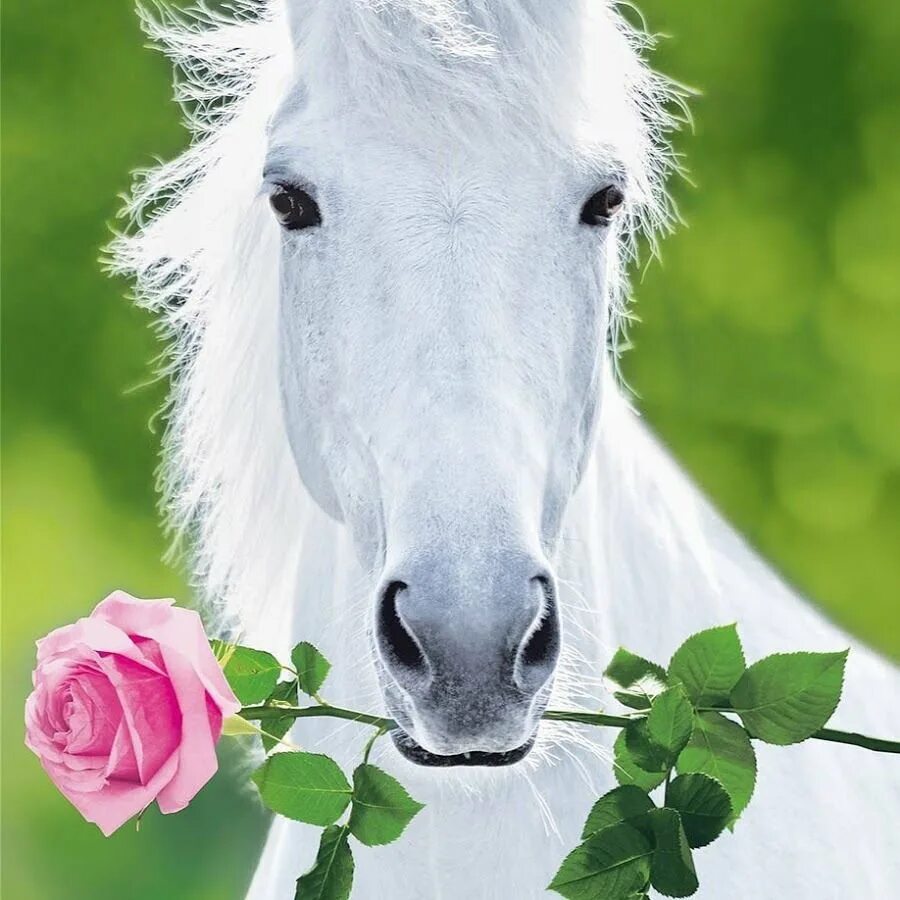 Лошадь в цветах. Белая лошадь. Лошадь с цветочками. Лошадка с розой.