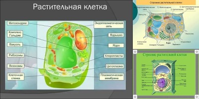 строение растительной клетки