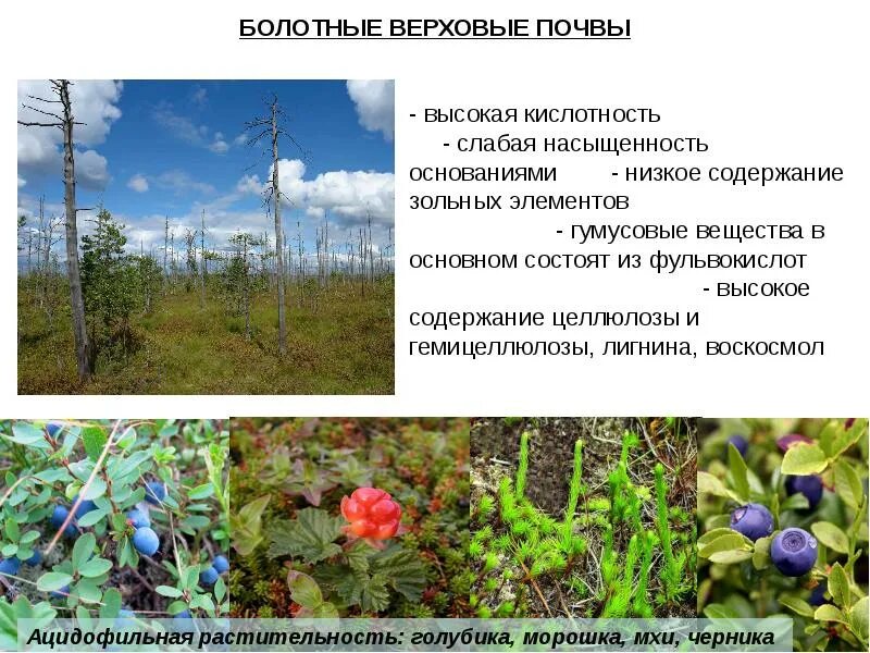 Подтипы почв. Болотная почва из за высокой кислотности. Болотная почва из за высокой кислотности. Болота и болотные почвы. Строение болотных почв.