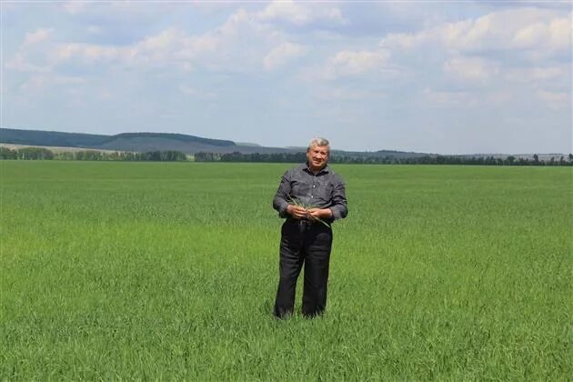 Товарное хозяйство маркс. Спк колхоз агрофирма дружба зеленокумск. Агрофирма волга. Звонарёвка. Открытие» агрофирма.