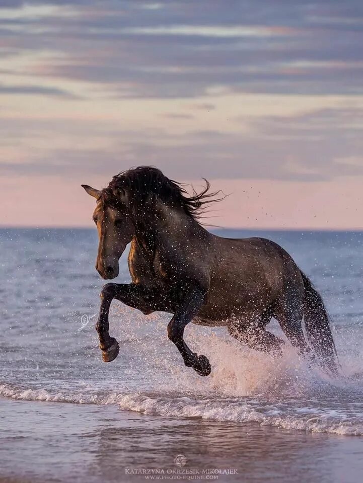 Horse pictures. Лошадь бежит. Красивые лошади. Лошади и море. Лошадь бежит по воде.