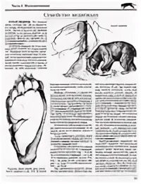 Книга след зверя. Размер медвежьего следа. размер следа медведя.