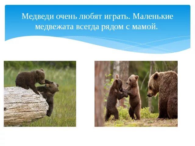 Почему медведь любит. Медведь всегда медведь. Маленький Медвежонок для презентации. Мишка всегда рядом. Чем медведи любят играться.
