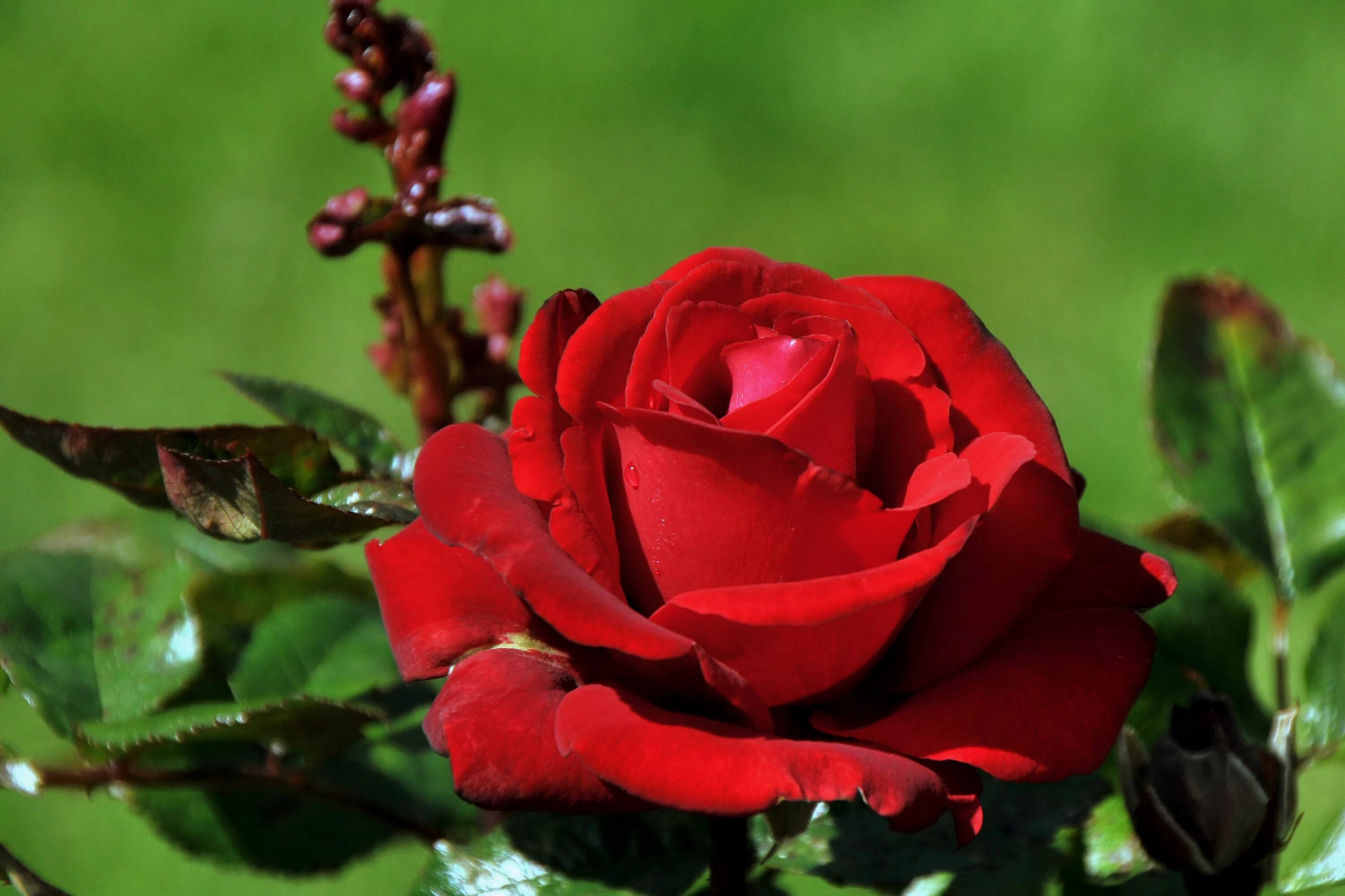 Beautiful rose flowers. Гули Садбарг.